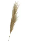 trawa-pampasowa-naturalna
