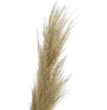 trawa-pampasowa-naturalna-trawa-na-sztucznej-galazce-stan-nowy