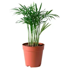 ikea-chamaedorea-elegans-palma-salonowa