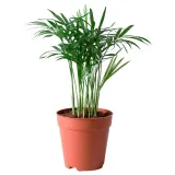 ikea-chamaedorea-elegans-palma-salonowa
