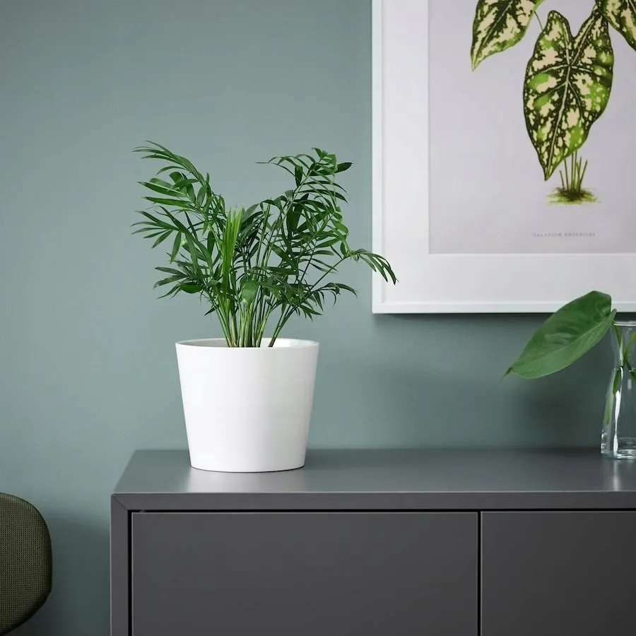 ikea-chamaedorea-elegans-palma-salonowa