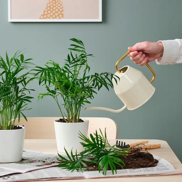 ikea-chamaedorea-elegans-palma-salonowa-rodzaj-kwiaty-doniczkowe