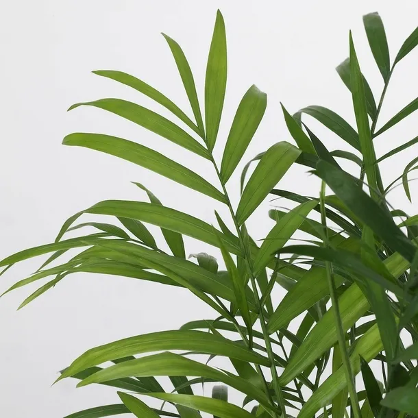 ikea-chamaedorea-elegans-palma-salonowa-kod-producenta-903-927-63