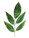 lisc-mango-h-55