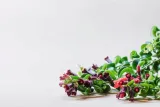 aeschynanthus-rasta-twister-p15