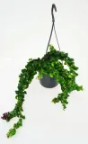 aeschynanthus-rasta-twister-p15-rodzaj-rosliny-inny