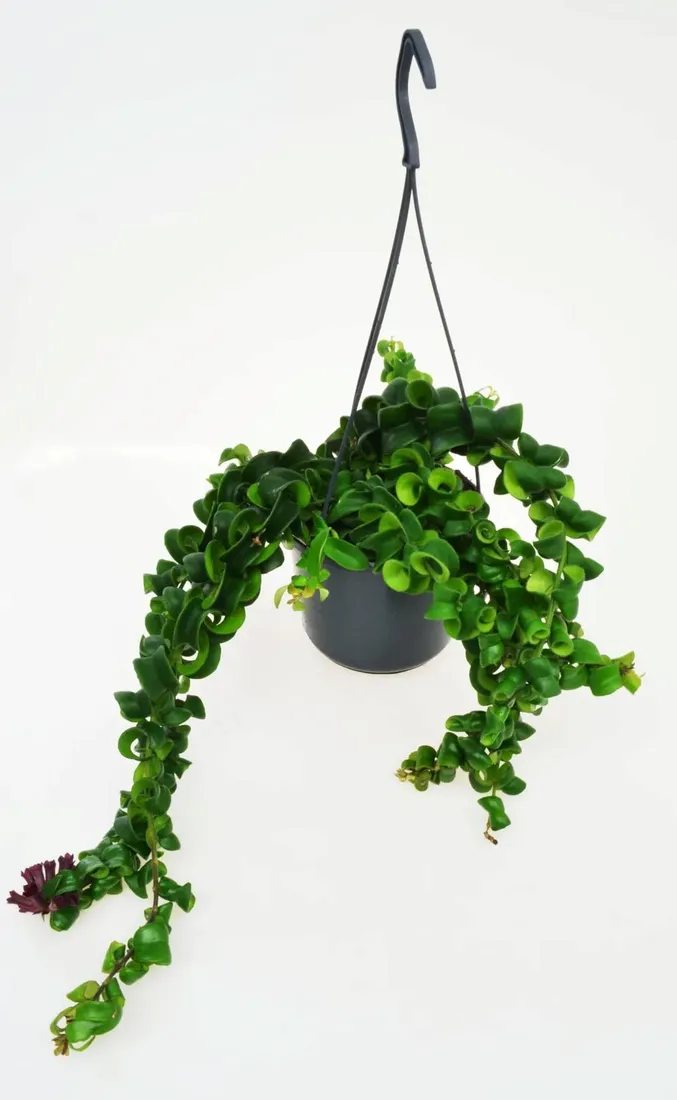 aeschynanthus-rasta-twister-p15-rodzaj-rosliny-inny