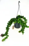 aeschynanthus-rasta-twister-p15-kod-produktu-1759