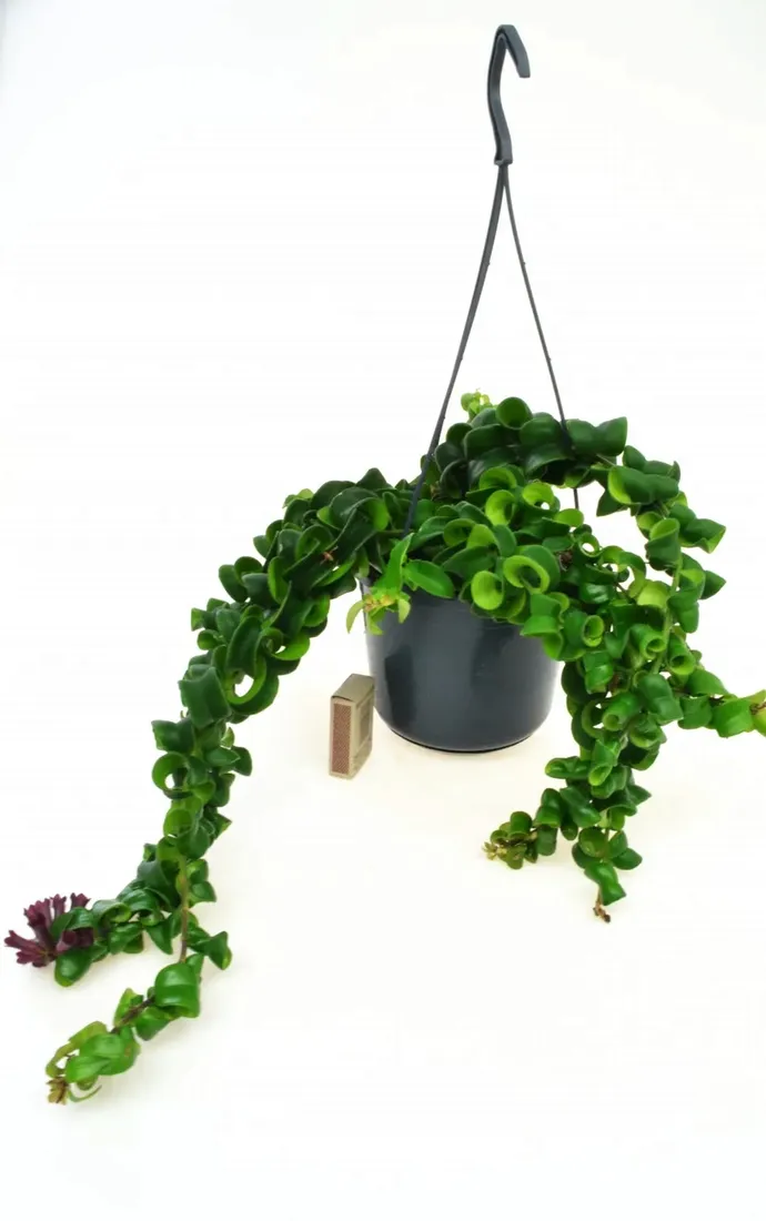aeschynanthus-rasta-twister-p15