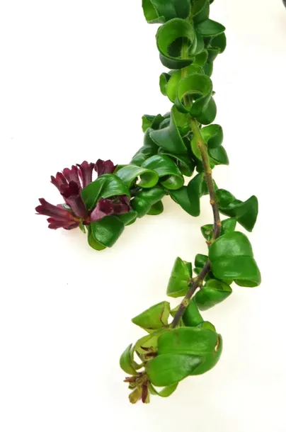 aeschynanthus-rasta-twister-p15-rodzaj-rosliny-inny-kod-produktu-1759