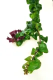 aeschynanthus-rasta-twister-p15-rodzaj-rosliny-inny-kod-produktu-1759