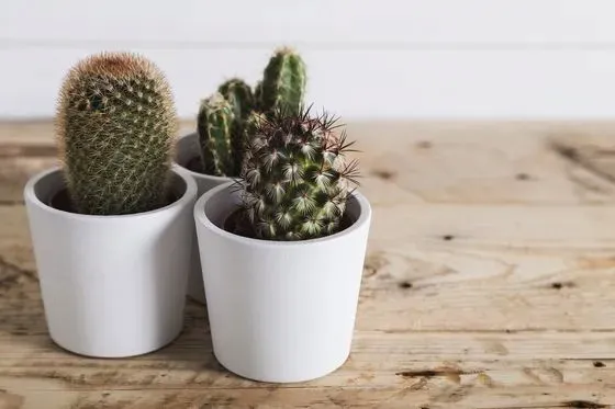 nopal kaktus pflanze kaufen Opuntia ficus-indica