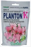 planton-k-pelargonii