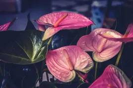 anturium-rozowe-anthurium-joli-pink-p12