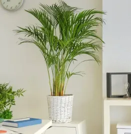 palma-koralowa-wytworna-chamaedorea-elegans-p9