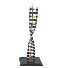 dna-model-schematu