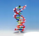 model-dna-schemat