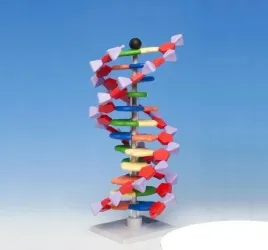 model-dna-schemat