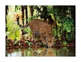 puzzle-2000-clementoni-leopard-32537-stan-nowy