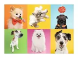 puzzle-500-trefl-psy-37378-stan-nowy