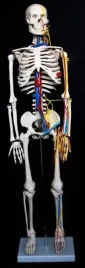 szkielet-czlowieka-85-cm-z-nerwami-i-arteriami