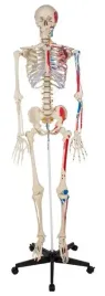 szkielet-czlowieka-181-cm-model-z-miesniami