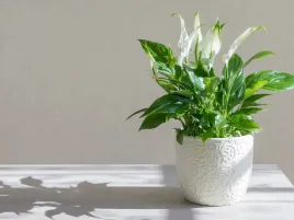 skrzydlokwiat-spathiphyllum-pearl-cupido-p7