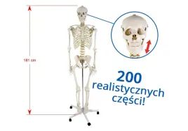 szkielet-czlowieka-181-cm-model
