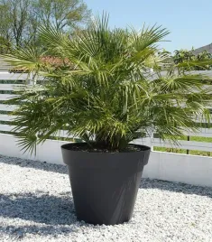 palma-chamaerops-humilis-karlatka-niska-p14