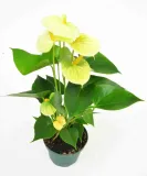 anturium-wanilia-anthurium-p12