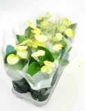 anturium-wanilia-anthurium-p12-rodzaj-rosliny-inny