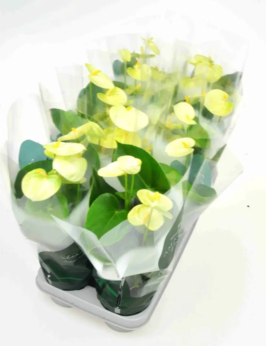 anturium-wanilia-anthurium-p12-rodzaj-rosliny-inny