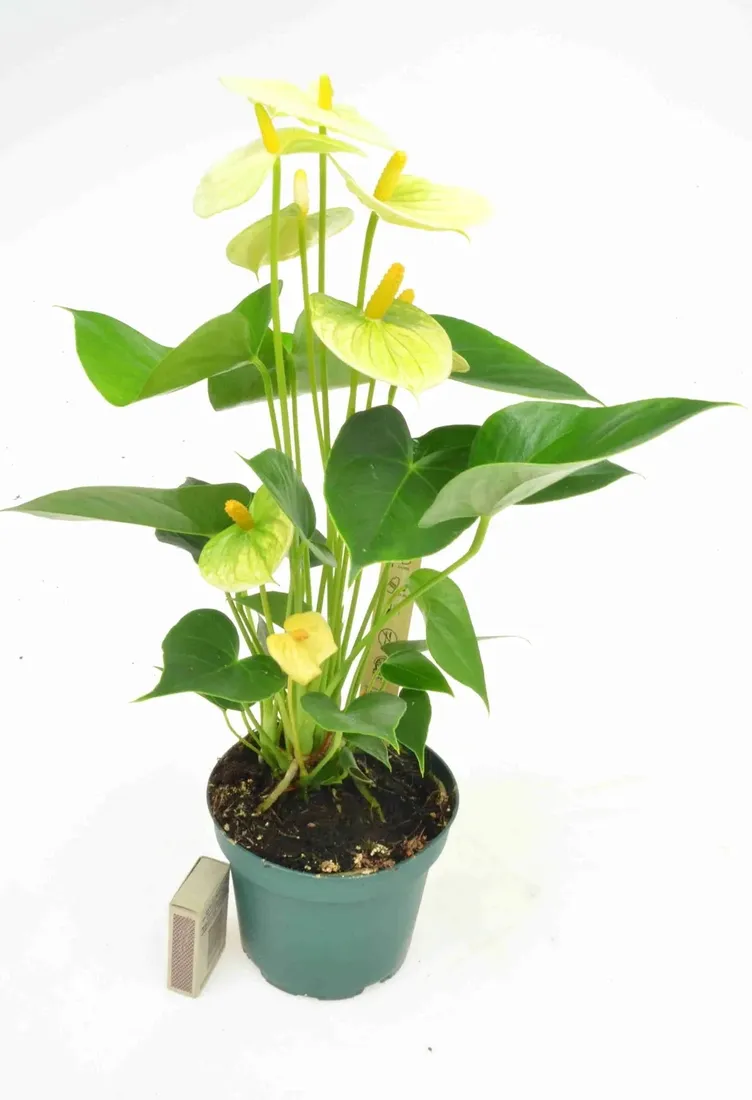 anturium-wanilia-anthurium-p12
