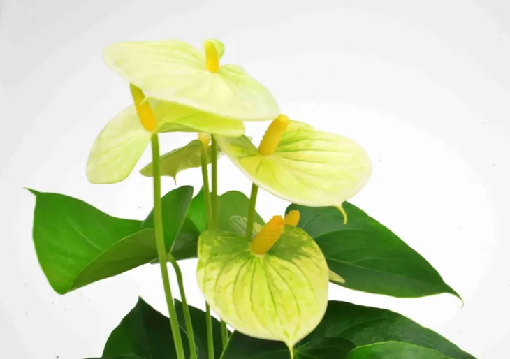 anturium-wanilia-anthurium-p12-rodzaj-rosliny-inny-kod-produktu-1788