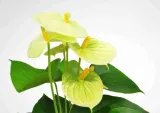anturium-wanilia-anthurium-p12-rodzaj-rosliny-inny-kod-produktu-1788