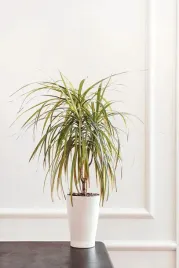 dracena-marginata-bicolor-dwukolorowy-p11
