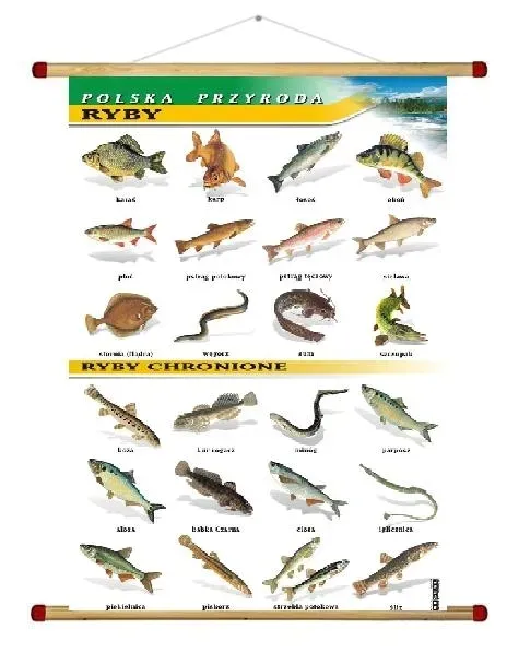 ryby-plansza-plakat-wds