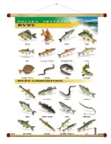 ryby-plansza-plakat-wds