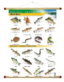 ryby-plansza-plakat-wds