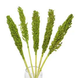 suszone-sorgo-zielone-5-szt-suszki-do-wazonu