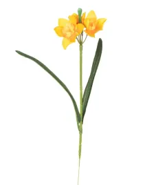 narcyz-zolty-galazka