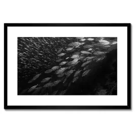 plakaty-w-ramie-60x40-lawica-duzych-ryb-w-morzu