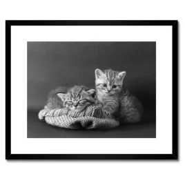 plakaty-w-ramie-50x40-kotki-kiciusie-koty-bw
