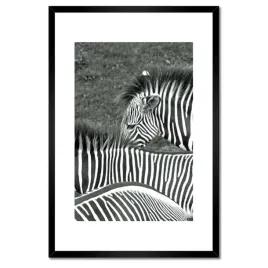 plakaty-w-ramie-40x60-paski-zebry