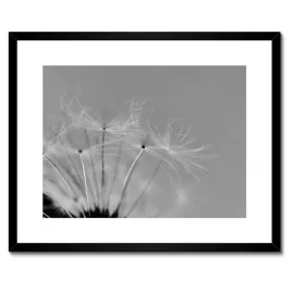 plakaty-w-ramie-50x40-dmuchawiec-kwiat-kwiatki