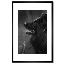 plakaty-w-ramie-40x60-owczarek-niemiecki