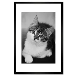 plakaty-w-ramie-40x60-kotek