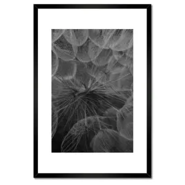 plakaty-w-ramie-40x60-dmuchawiec-kwiat-kwiatki