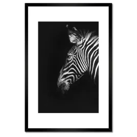 plakaty-w-ramie-40x60-zebra-stepowa-zwierze