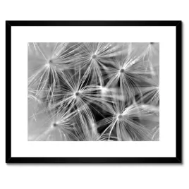 plakaty-w-ramie-50x40-dmuchawiec-kwiat-kwiatki